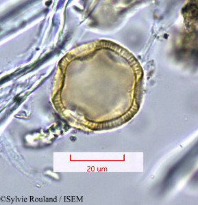 Sylvie.Rouland/Paronychia_chlorothyrsa_1624/Paronychia_chlorothyrsa_1624_0001(copy)_thumb.jpg