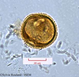 Sylvie.Rouland/Paropsia_obscura_1289/Paropsia_obscura_1289_0001(copy)_thumb.jpg