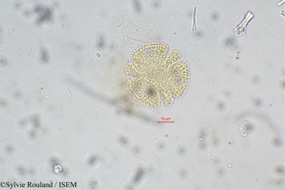 Sylvie.Rouland/Paropsia_perrieri_108/Paropsia_perrieri_108_0001(copy)_thumb.jpg