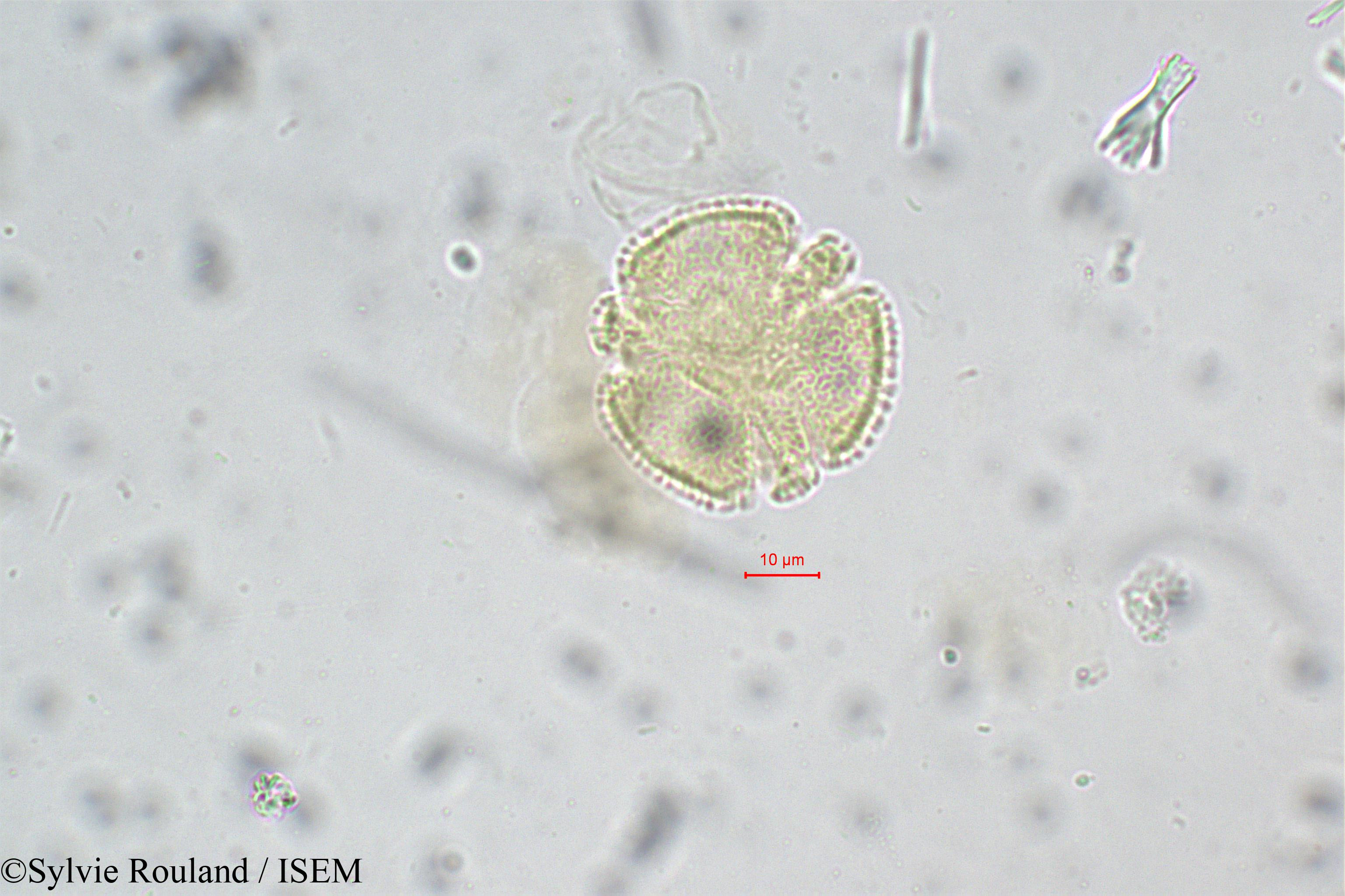 Sylvie.Rouland/Paropsia_perrieri_108/Paropsia_perrieri_108_0002(copy).jpg