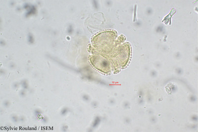 Paropsia perrieri - lame n° 108