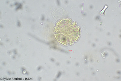 Paropsia perrieri - lame n° 108