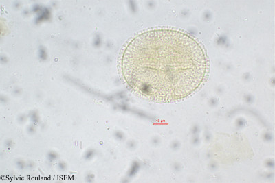 Paropsia perrieri - lame n° 108