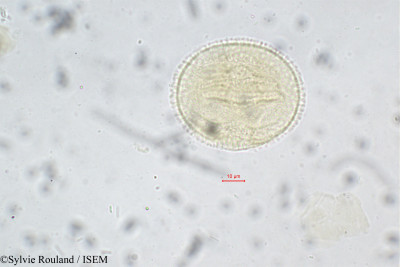 Paropsia perrieri - lame n° 108