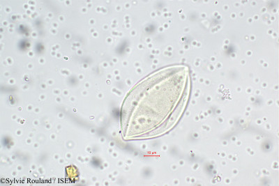 Sylvie.Rouland/Paspalidium_geminatum_5657/Paspalidium_geminatum_5657_0001(copy)_thumb.jpg