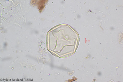 Sylvie.Rouland/Paspalum_scrobiculatum_5086/Paspalum_scrobiculatum_5086_0001(copy)_thumb.jpg
