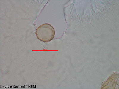 Sylvie.Rouland/Paspalum_vaginatum_1295/Paspalum_vaginatum_1295_0001(copy)_thumb.jpg