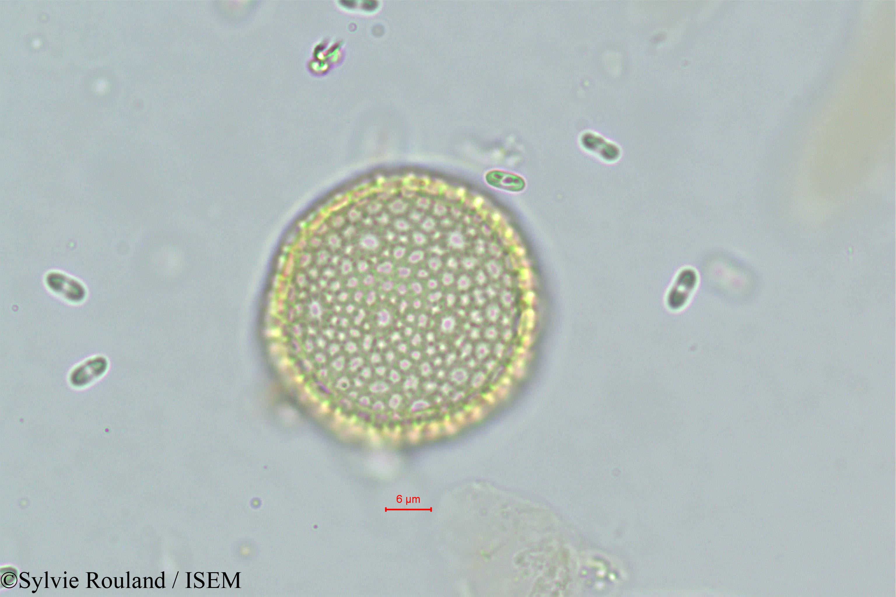 Sylvie.Rouland/Passerina_filiformis_373/Passerina_filiformis_373_0001(copy).jpg
