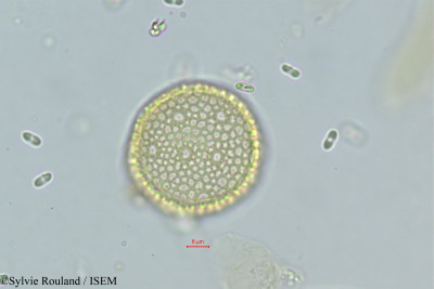 Sylvie.Rouland/Passerina_filiformis_373/Passerina_filiformis_373_0001(copy)_thumb.jpg