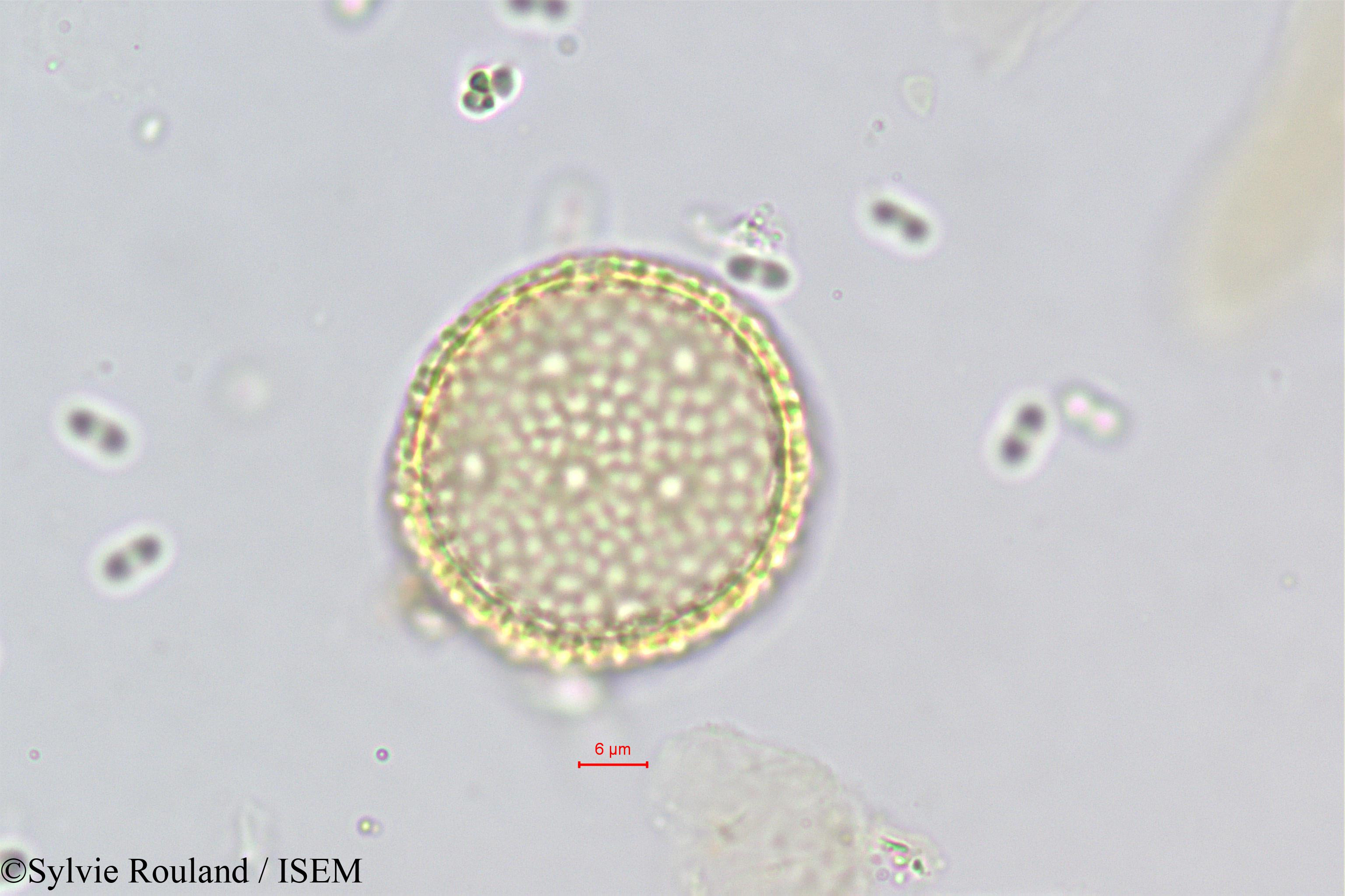 Sylvie.Rouland/Passerina_filiformis_373/Passerina_filiformis_373_0002(copy).jpg
