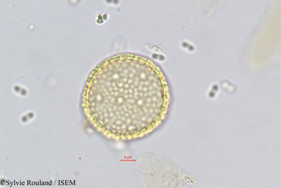 Passerina filiformis - lame n° 373