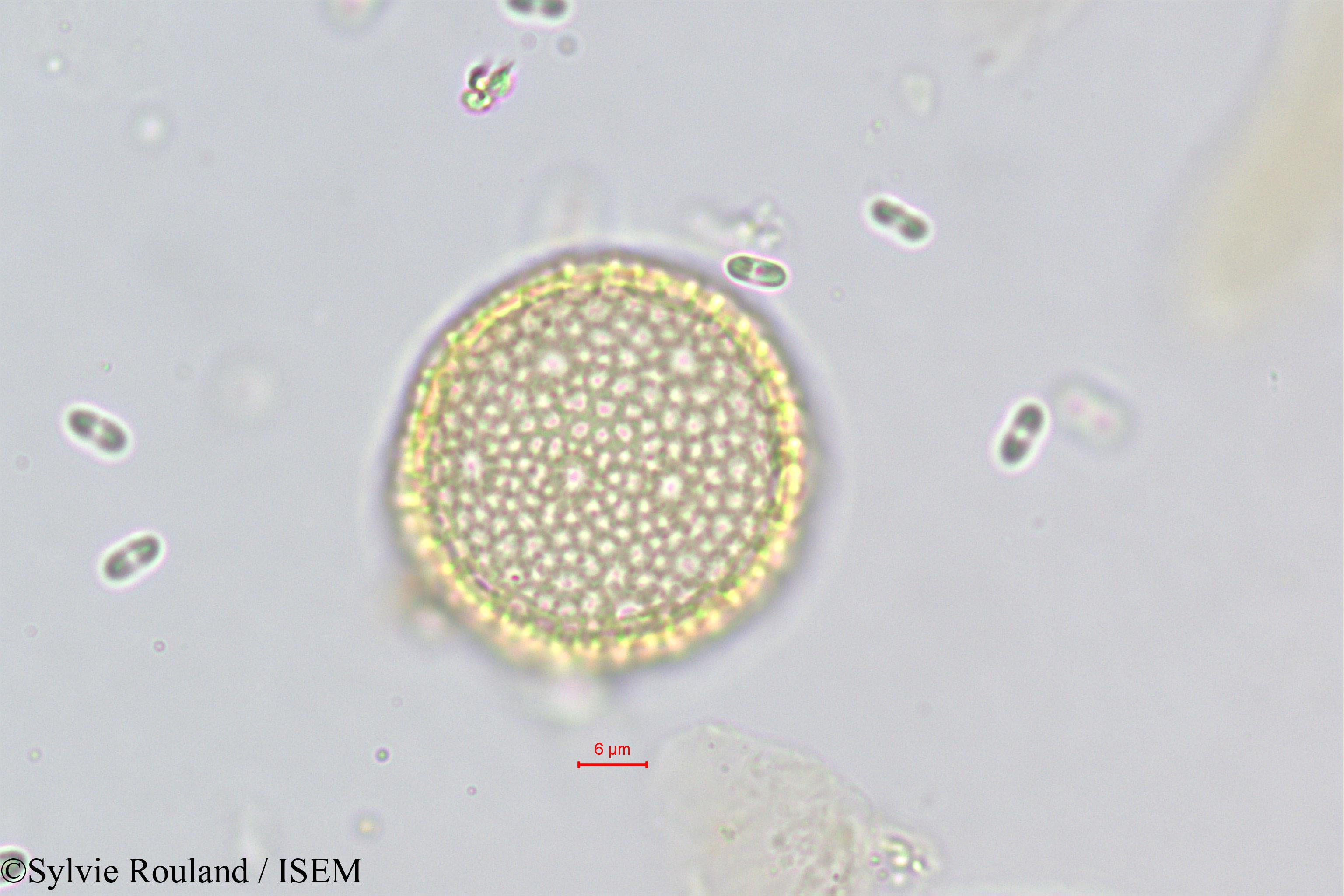 Sylvie.Rouland/Passerina_filiformis_373/Passerina_filiformis_373_0003(copy).jpg