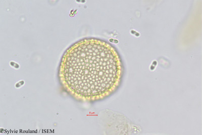 Passerina filiformis - lame n° 373