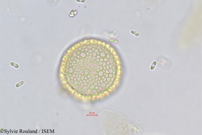 Passerina filiformis - lame n° 373