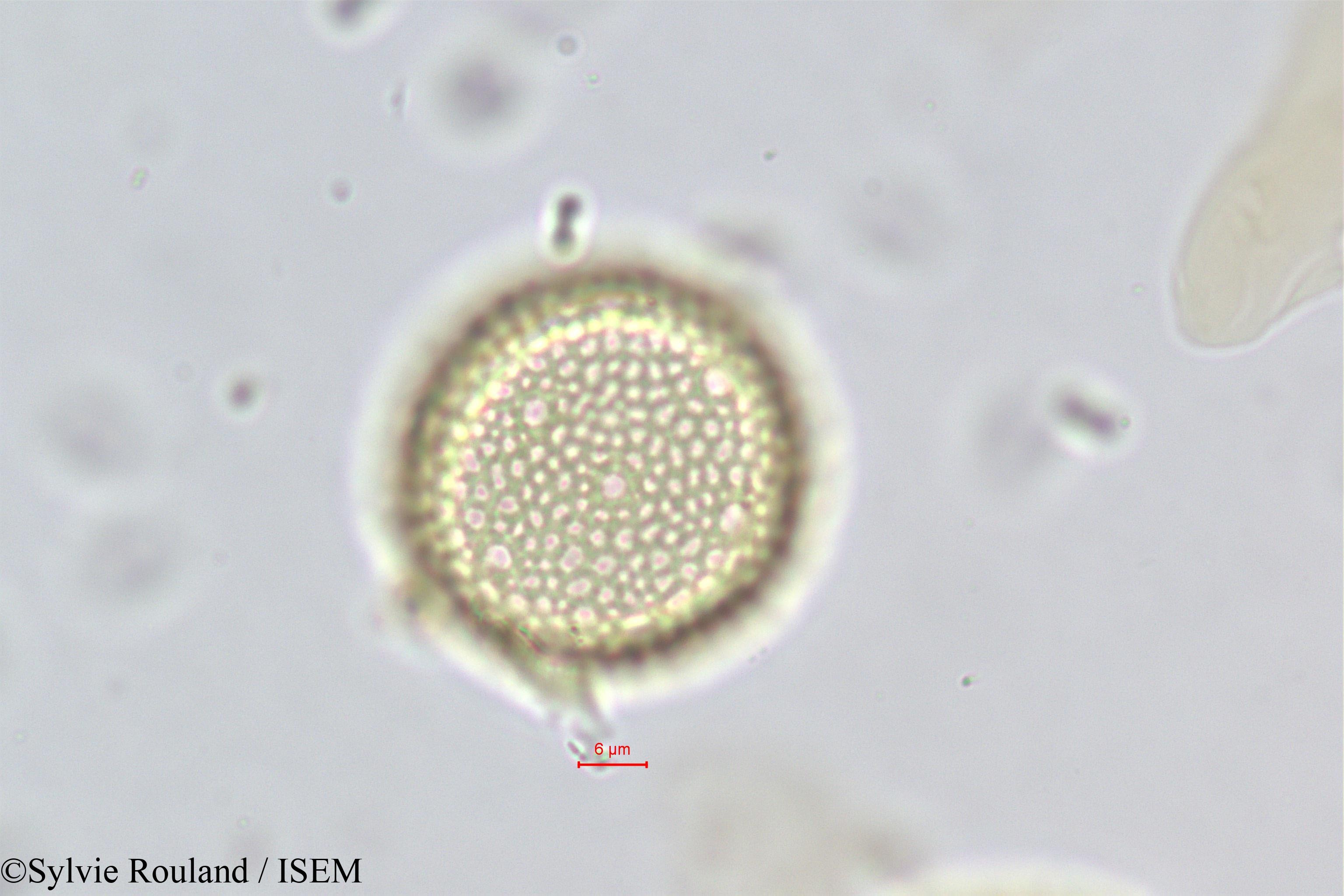 Sylvie.Rouland/Passerina_filiformis_373/Passerina_filiformis_373_0005(copy).jpg