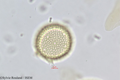 Passerina filiformis - lame n° 373