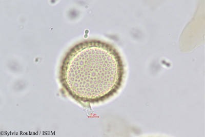 Passerina filiformis - lame n° 373