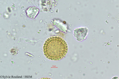 Sylvie.Rouland/Passerina_hirsuta_374/Passerina_hirsuta_374_0001(copy)_thumb.jpg