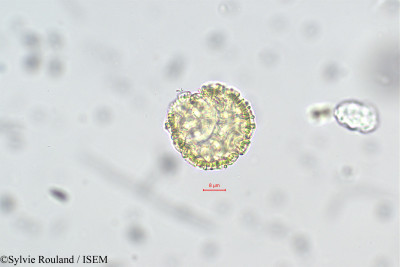 Passiflora cumbalensis - lame n° 29330