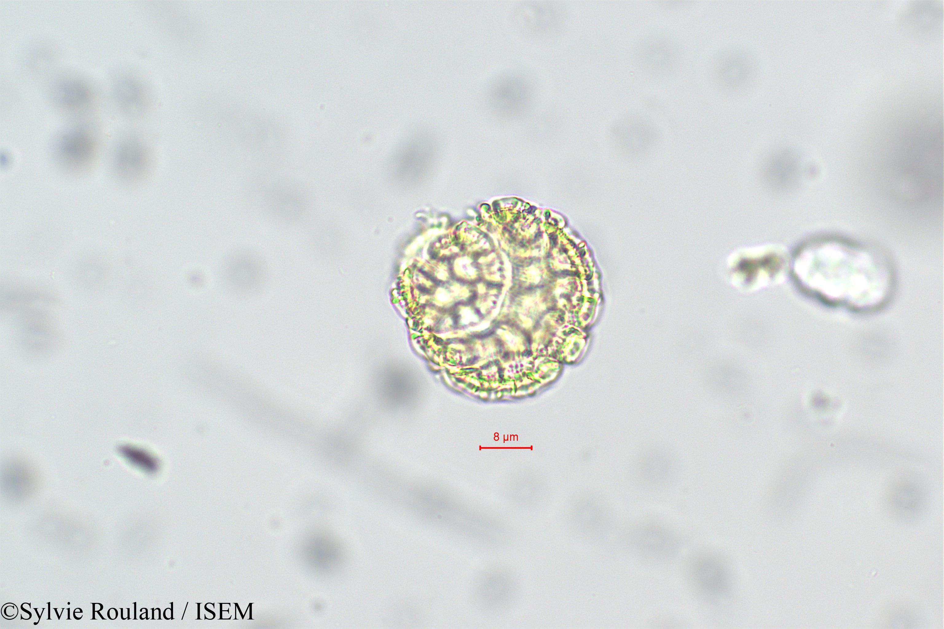 Sylvie.Rouland/Passiflora_cumbalensis_29330/Passiflora_cumbalensis_29330_0002(copy).jpg