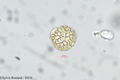 Passiflora cumbalensis - lame n° 29330