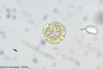 Passiflora cumbalensis - lame n° 29330