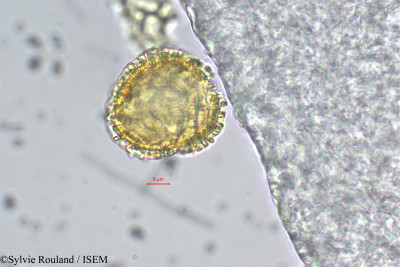 Passiflora cumbalensis - lame n° 29330