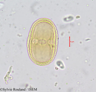 Sylvie.Rouland/Pastinaca_sativa_668/Pastinaca_sativa_668_0001(copy)_thumb.jpg