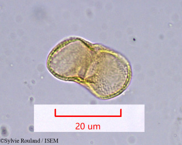 Sylvie.Rouland/Pastinaca_urens_966/Pastinaca_urens_966_0001(copy)_thumb.jpg