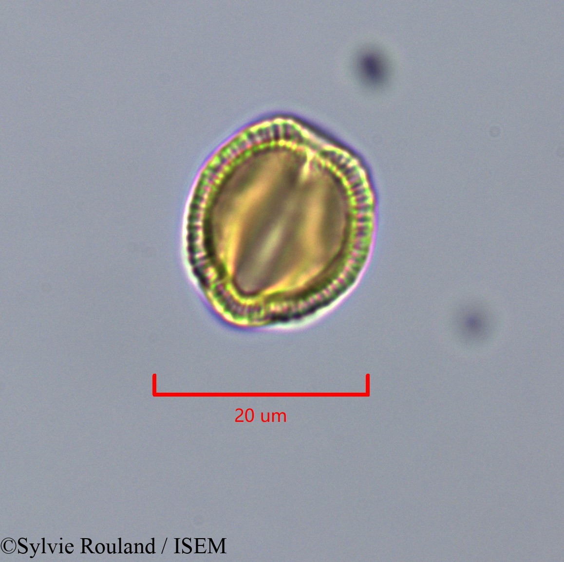 Sylvie.Rouland/Pauridiantha_callicarpoides_47322/Pauridiantha_callicarpoides_47322_0001(copy).jpg