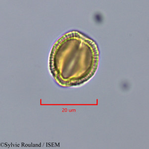 Sylvie.Rouland/Pauridiantha_callicarpoides_47322/Pauridiantha_callicarpoides_47322_0001(copy)_thumb.jpg