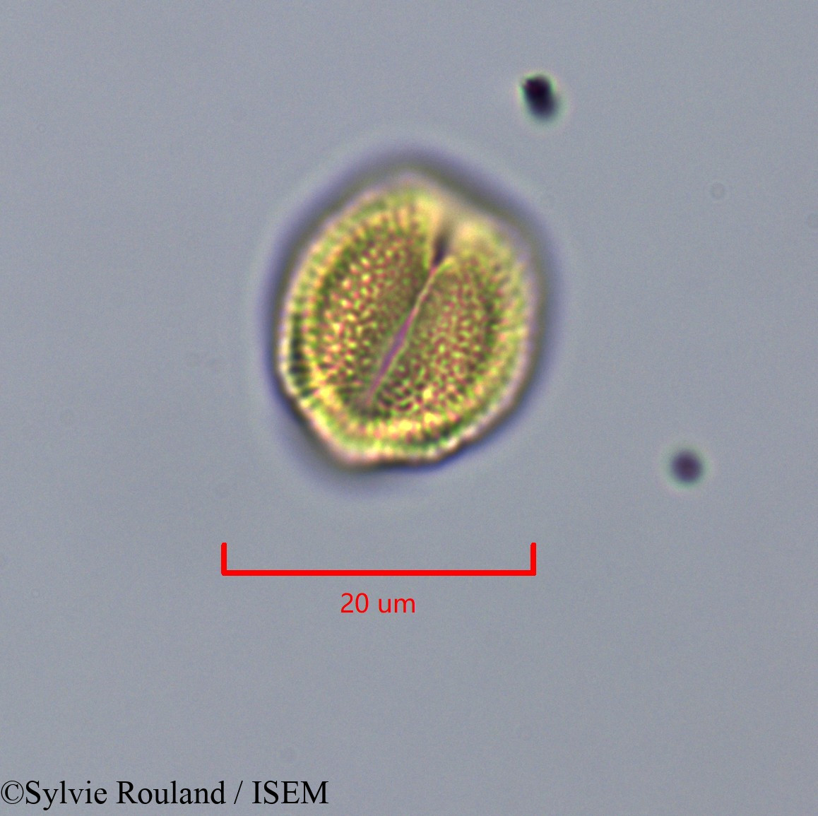 Sylvie.Rouland/Pauridiantha_callicarpoides_47322/Pauridiantha_callicarpoides_47322_0002(copy).jpg