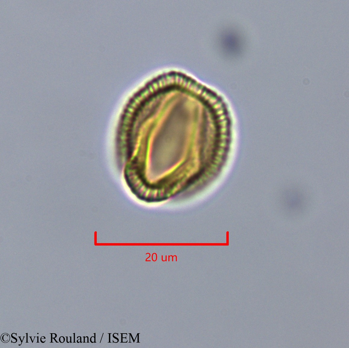 Sylvie.Rouland/Pauridiantha_callicarpoides_47322/Pauridiantha_callicarpoides_47322_0003(copy).jpg