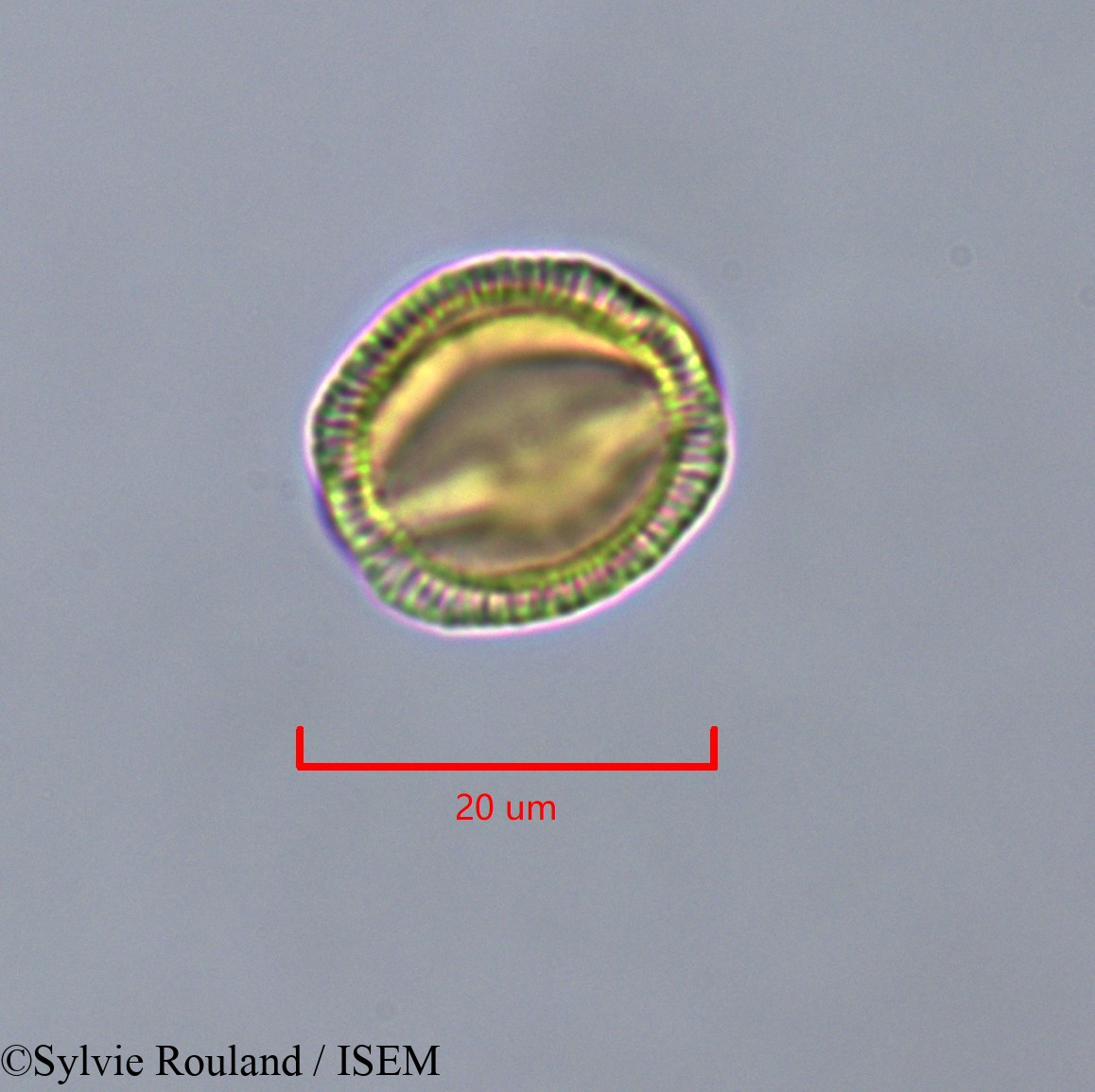 Sylvie.Rouland/Pauridiantha_callicarpoides_47322/Pauridiantha_callicarpoides_47322_0004(copy).jpg