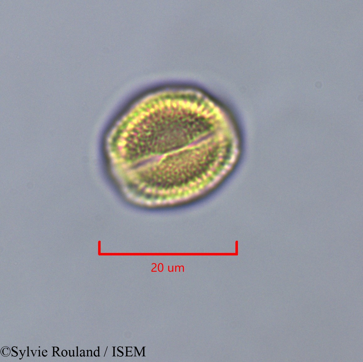 Sylvie.Rouland/Pauridiantha_callicarpoides_47322/Pauridiantha_callicarpoides_47322_0005(copy).jpg