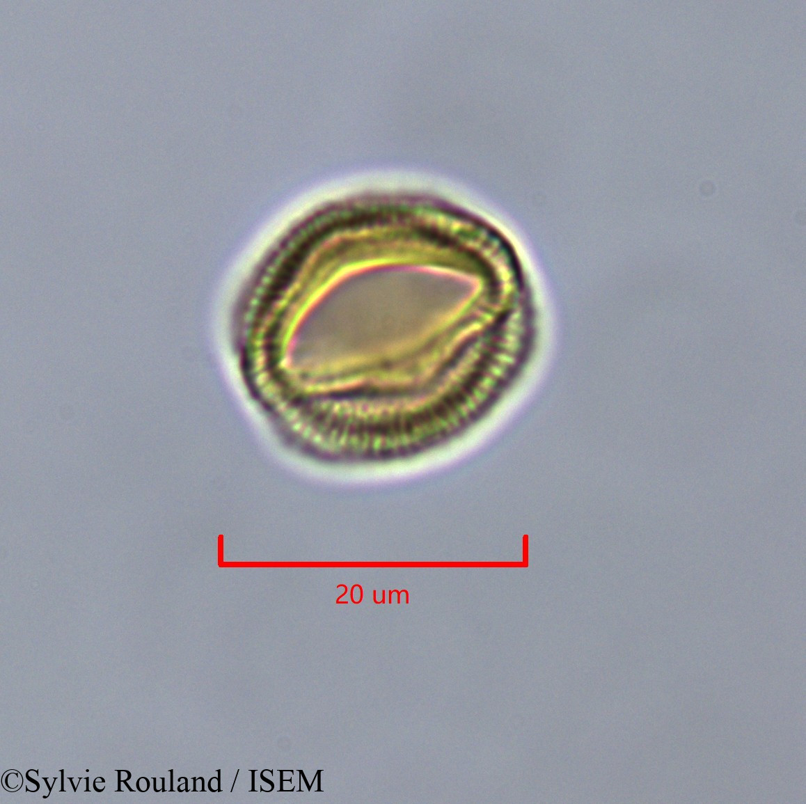 Sylvie.Rouland/Pauridiantha_callicarpoides_47322/Pauridiantha_callicarpoides_47322_0006(copy).jpg