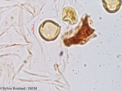 Pavetta indica - lame n° 4028