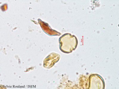 Pavetta indica - lame n° 4028