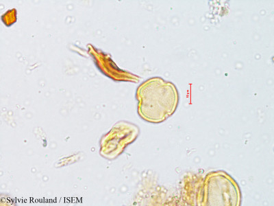 Pavetta indica - lame n° 4028