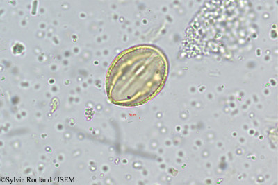 Sylvie.Rouland/Pavetta_tomentosa_4968/Pavetta_tomentosa_4968_0001(copy)_thumb.jpg