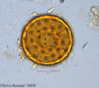 Pavonia kotschyi - lame n° 754