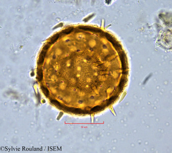 Pavonia kotschyi - lame n° 754