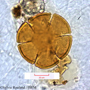 Sylvie.Rouland/Pedalium_murex_1297/Pedalium_murex_1297_0001(copy)_thumb.jpg