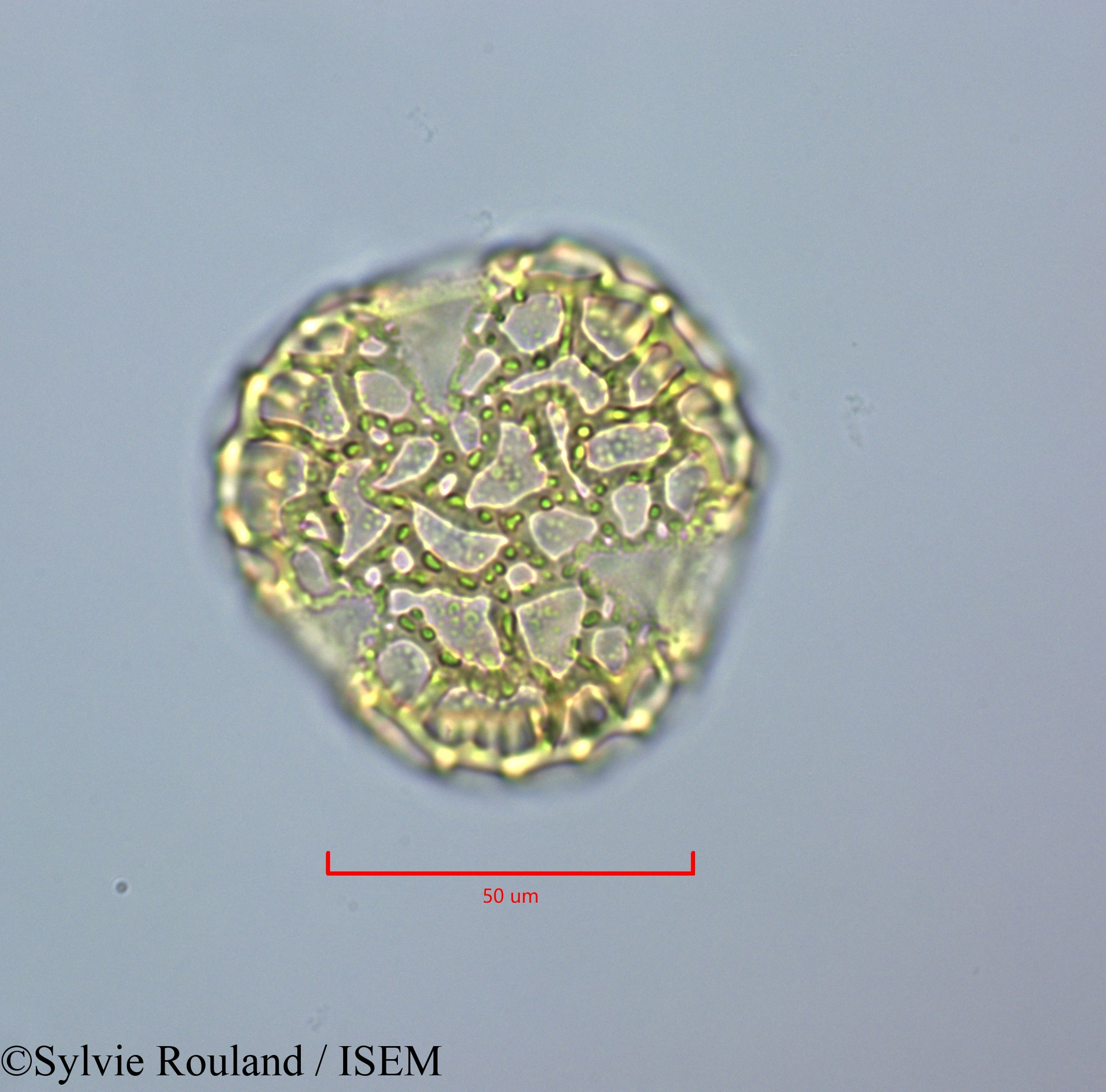 Sylvie.Rouland/Peltophorum_inerme_47223/Peltophorum_inerme_47223_0001(copy).jpg