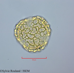 Sylvie.Rouland/Peltophorum_inerme_47223/Peltophorum_inerme_47223_0001(copy)_thumb.jpg