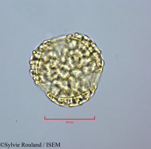 Peltophorum inerme - lame n° 47223