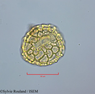 Peltophorum inerme - lame n° 47223