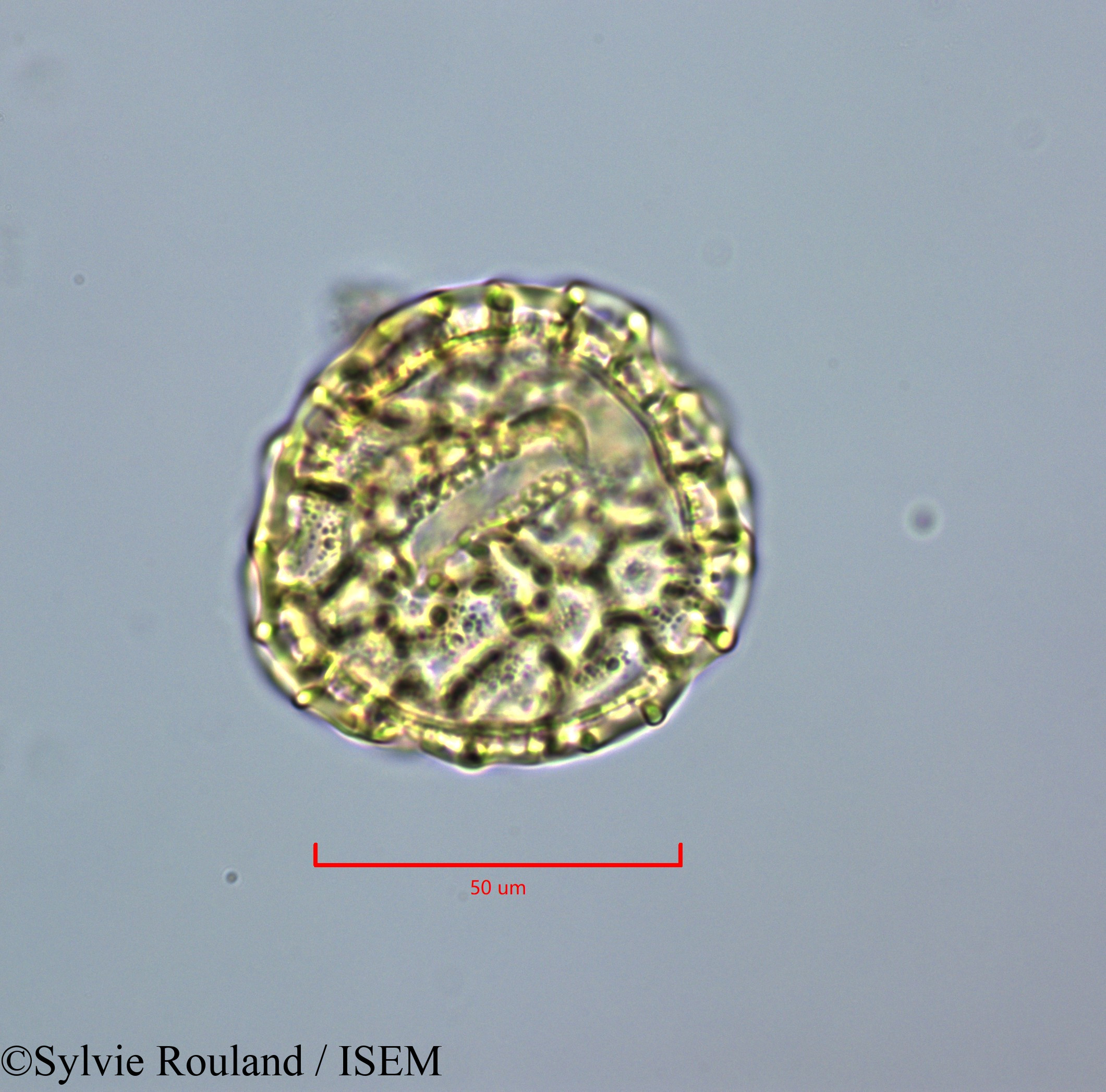 Sylvie.Rouland/Peltophorum_inerme_47223/Peltophorum_inerme_47223_0005(copy).jpg