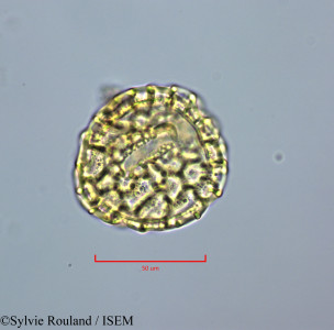 Peltophorum inerme - lame n° 47223