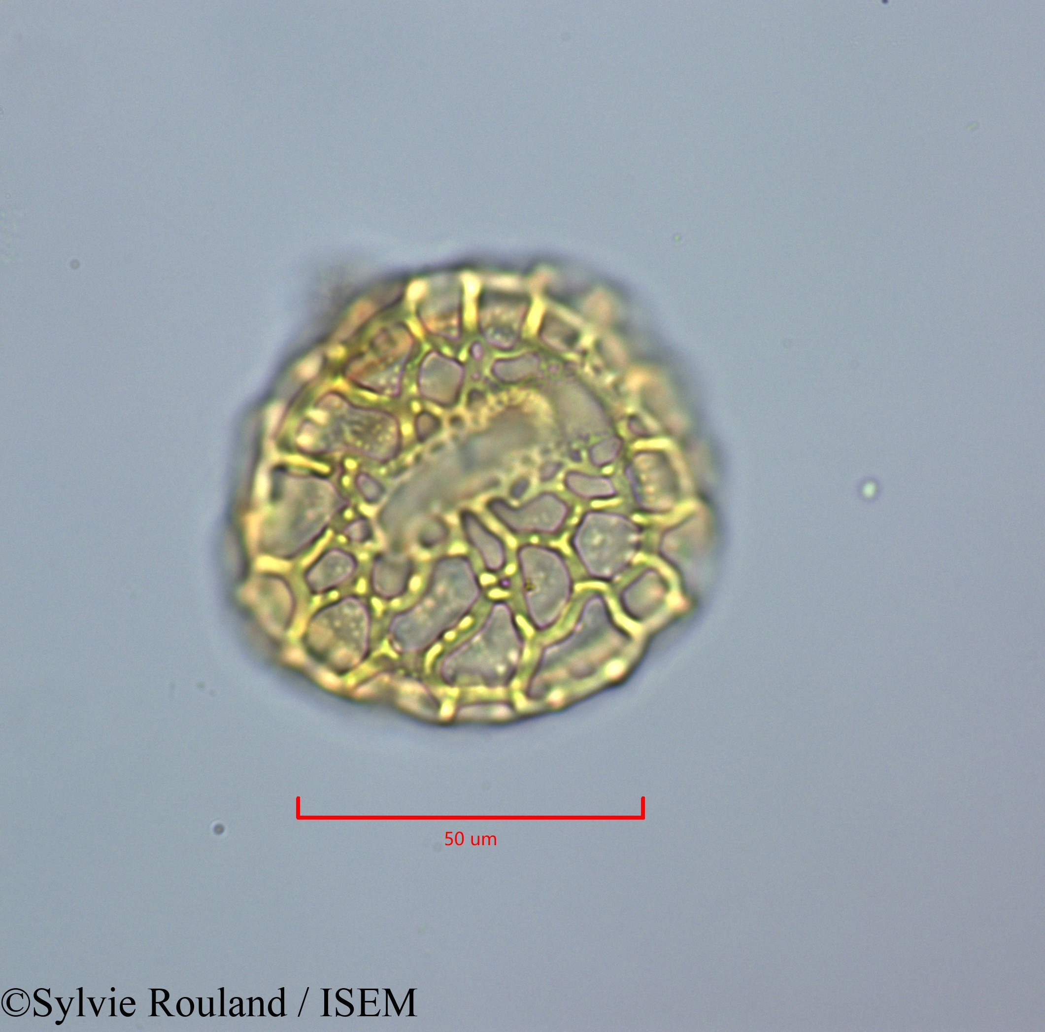 Sylvie.Rouland/Peltophorum_inerme_47223/Peltophorum_inerme_47223_0006(copy).jpg